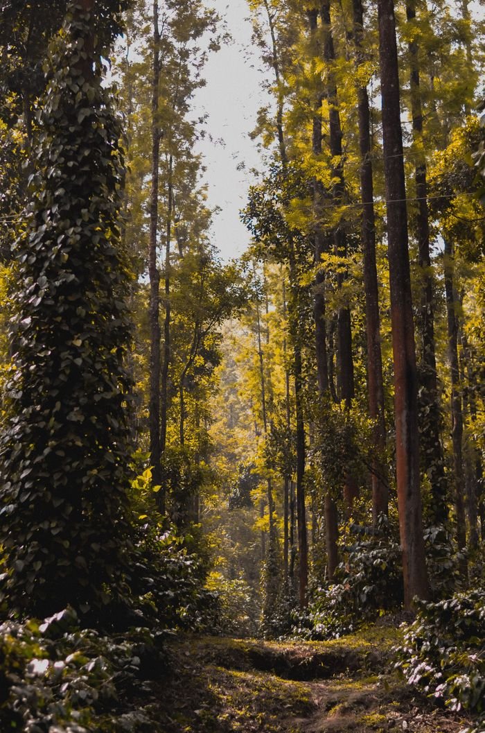 Tranquil forest path surrounded by towering trees in a lush woodland setting.