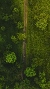 A stunning aerial shot of green tea gardens in West Bengal, showcasing vibrant foliage and a narrow pathway.