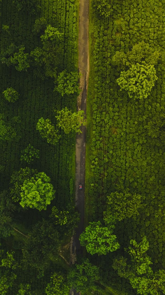 services-img A stunning aerial shot of green tea gardens in West Bengal, showcasing vibrant foliage and a narrow pathway.