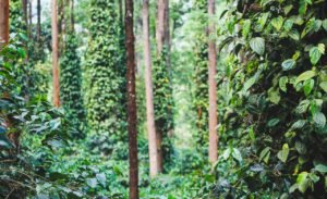 Vibrant forest displaying lush green foliage and dense ivy growth on trees.