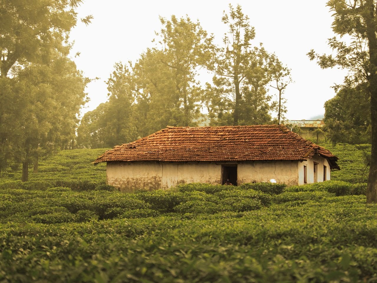 services-01 Rustic house surrounded by lush tea fields in Nelliampathi, Kerala, India.