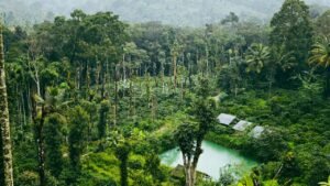 Scenic aerial shot of a vibrant tropical forest with a serene pond, perfect for nature enthusiasts.
