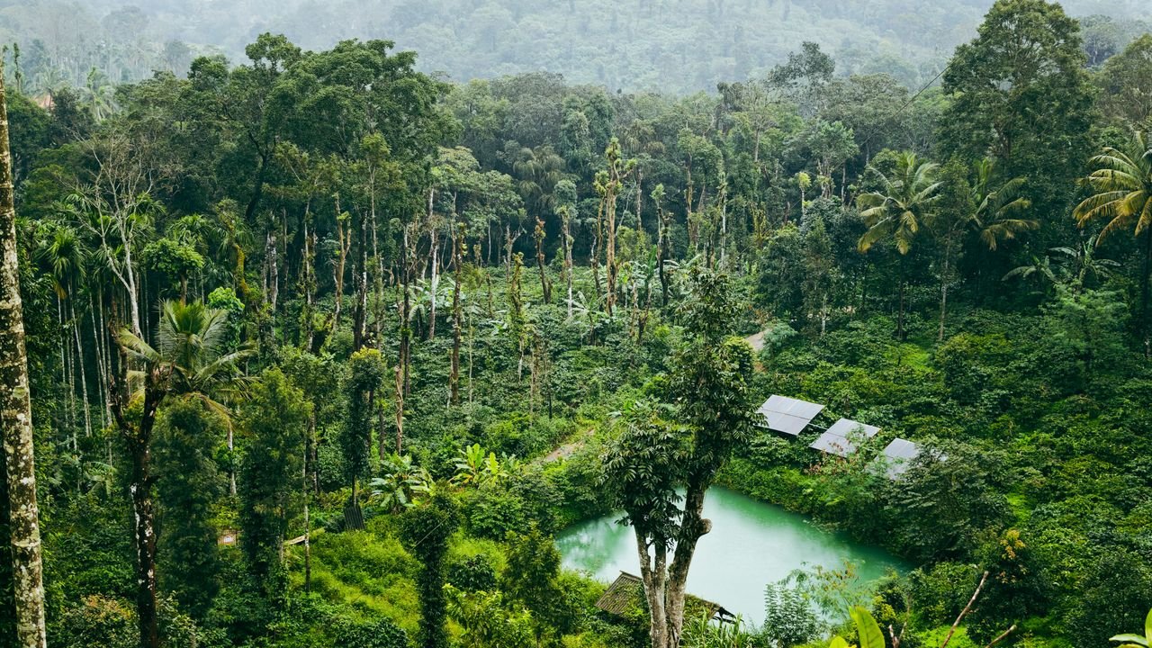 services-01 Scenic aerial shot of a vibrant tropical forest with a serene pond, perfect for nature enthusiasts.