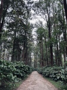 A tranquil pathway through a lush green forest, lined with towering trees.