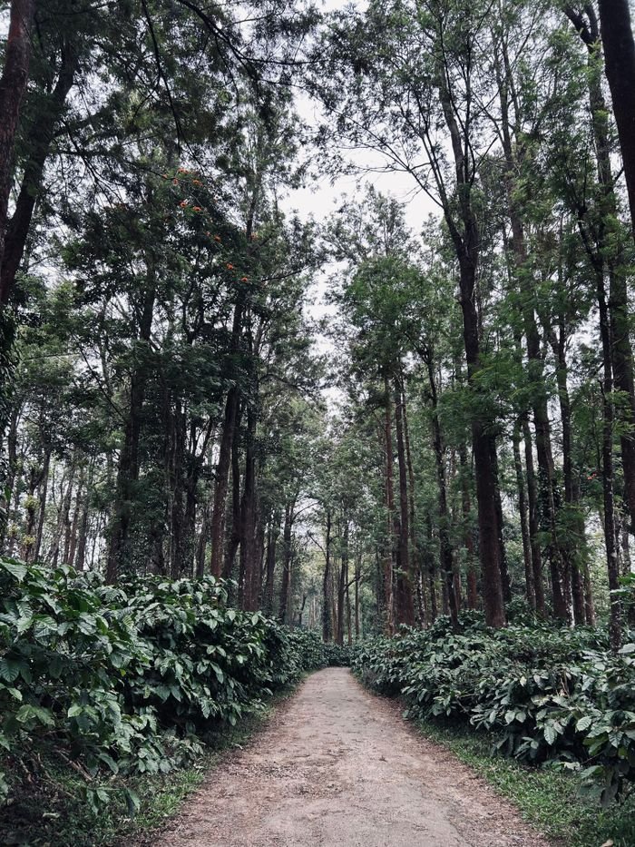 services-01 A tranquil pathway through a lush green forest, lined with towering trees.