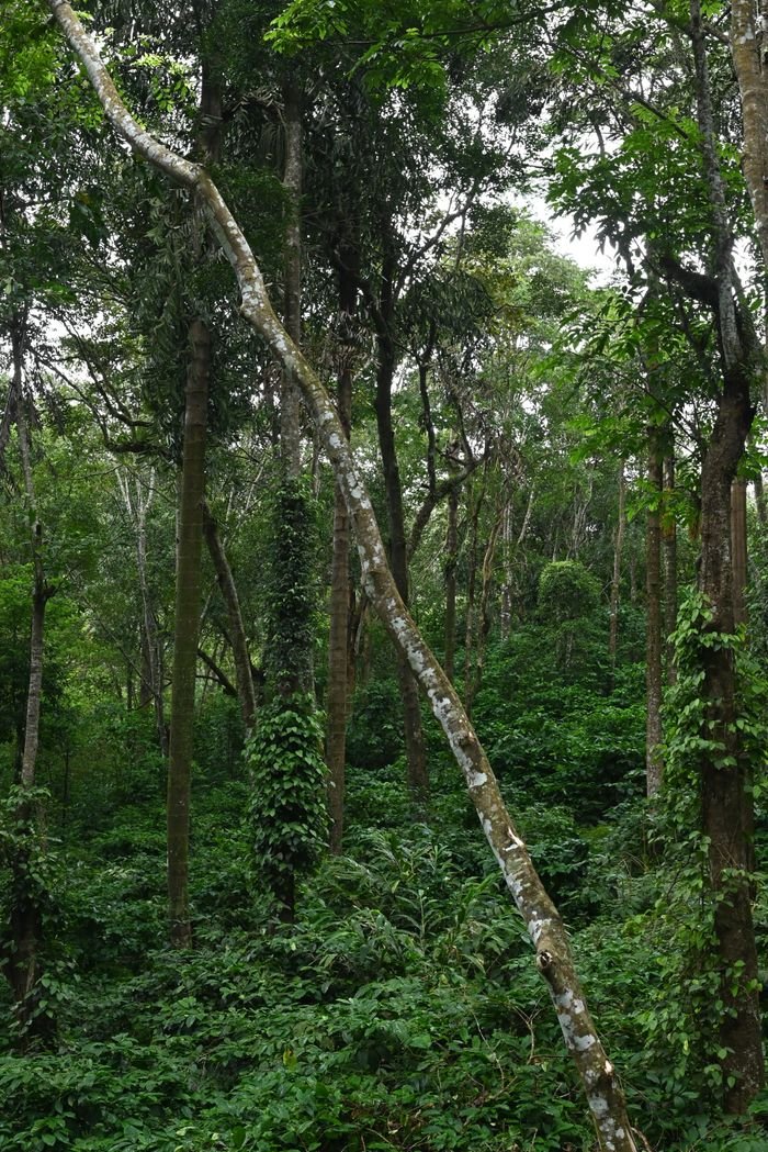 gallery-5 Dense foliage in a green forest in Madikeri, Karnataka, India, showcasing natural beauty.