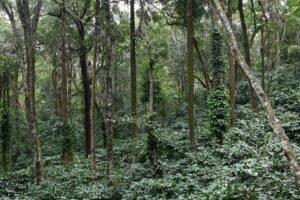 Explore the dense, lush greenery of a vibrant forest in Madikeri, Karnataka, India.