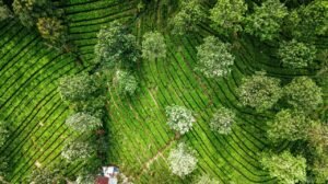 Top view of verdant agricultural field with blooming trees around in summer in rural region