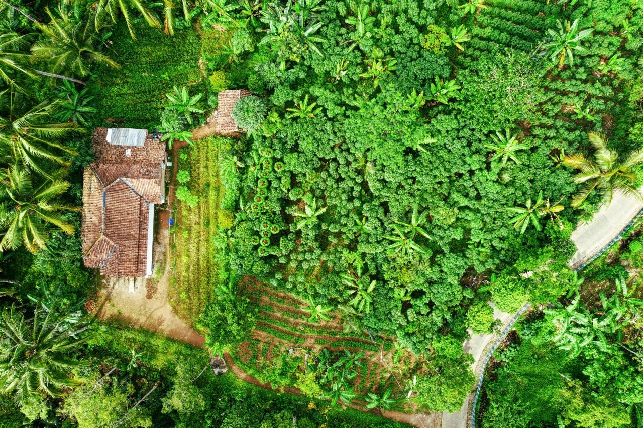 services-01 Aerial view of traditional red roofed villa located amidst lush green palms in tropical countryside